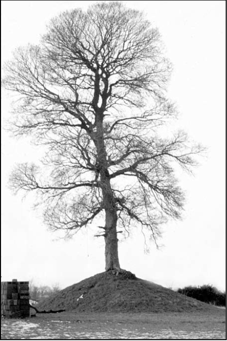 Credit - Patrick Healy