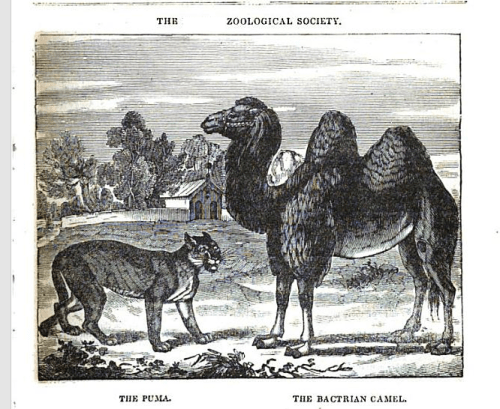 The Zoological Society